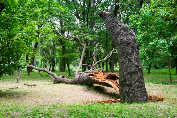 How Our Tree Care Process Works  in  Oakland, SC